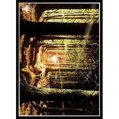 Image for Magic: The Gathering Player's Card Sleeve - Onslaught - Forest (80-Pack) - Card Sleeves